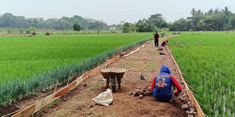 Pemdes Panongan Lor Bangun Rabat Beton Jalan Usaha Tani