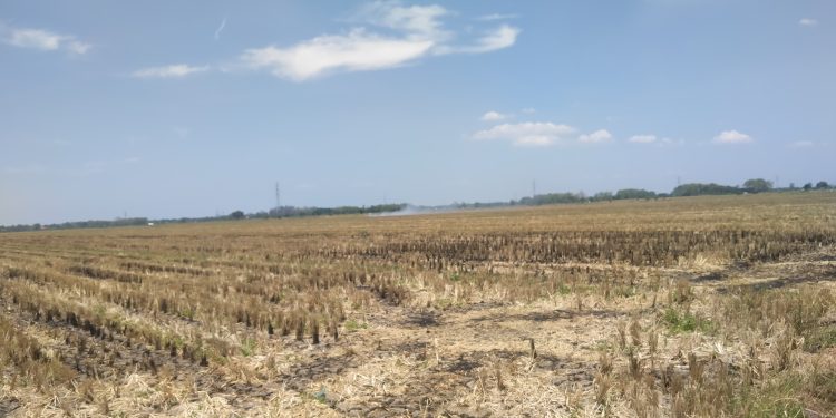 Butuh Solusi, Sekitar 84 Hektare Sawah di Desa Babadan Kering