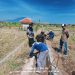 Pemdes Kaligawe Wetan Rehabilitasi Saluran Irigasi Cineumbeuy