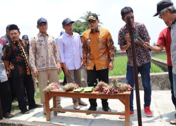 Uji Coba Penanaman Bawang Merah dari Biji di Cirebon, Potensi Tingkatkan Produksi dan Kendalikan Inflasi
