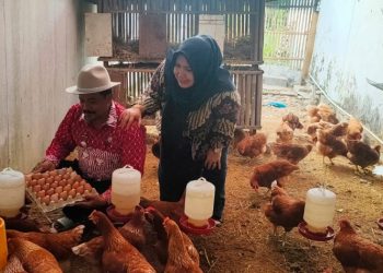 Beternak Ayam Petelor Dibelakang Kantor  Guna Pemenuhan Gizi