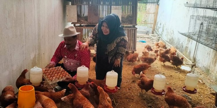 Beternak Ayam Petelor Dibelakang Kantor  Guna Pemenuhan Gizi