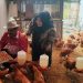 Beternak Ayam Petelor Dibelakang Kantor  Guna Pemenuhan Gizi