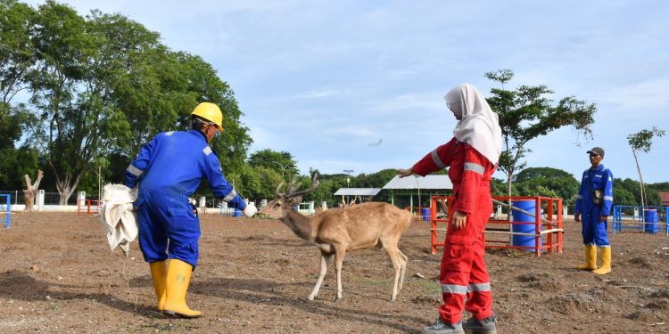 Kilang Balongan Hibahkan 4 Ekor Rusa Timor ke Susi Group Pangandaran