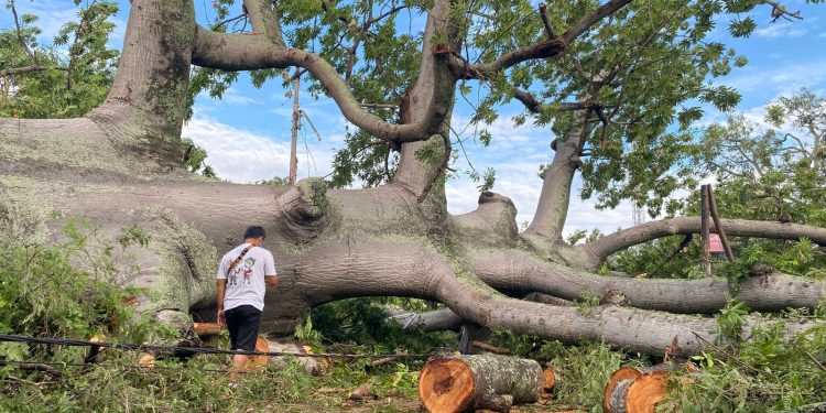 Pohon Randu Berumur Ratusan Tahun di Indramayu Tumbang