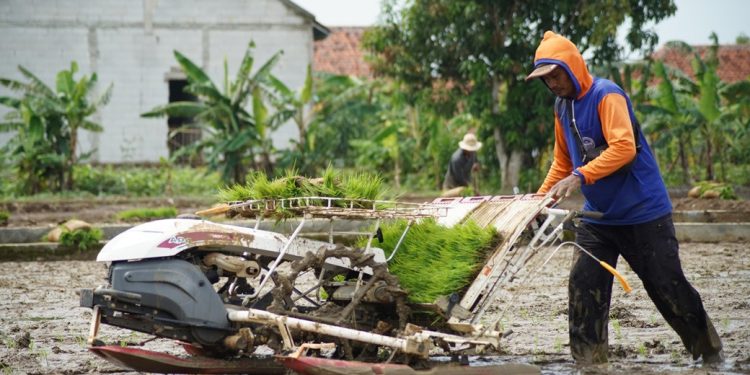 Bupati Nina Agustina Sinergikan Program Pertanian, Irigasi Padi Hemat Air