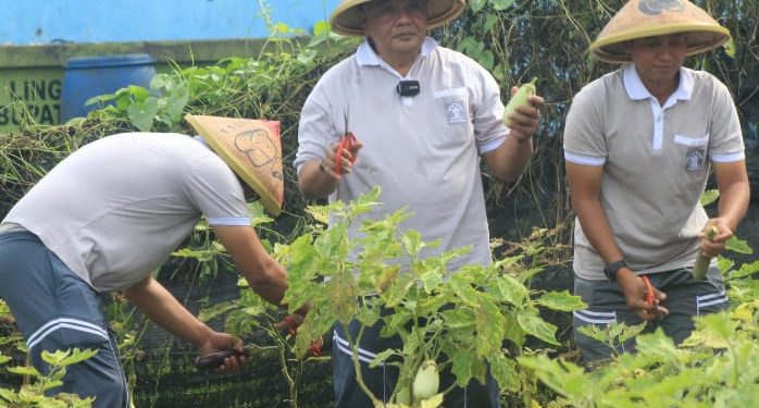 Lapas Narkotika Kelas IIA Cirebon Panen Raya Terong, Dukung Ketahanan Pangan Nasional