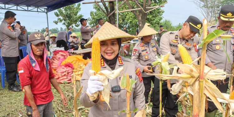 Polresta Cirebon Gelar Panen Raya Jagung Ketahanan Pangan Dalam Rangka Mendukung Program Asta Cita