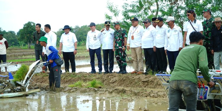 Wabup Lakukan Percepatan Tanam di Lahan 11 Ribu Hektar