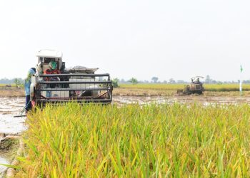 Kementan Gelar Panen Raya. Wabup : Petani Indramayu Siap Gunakan Teknologi Pertanian