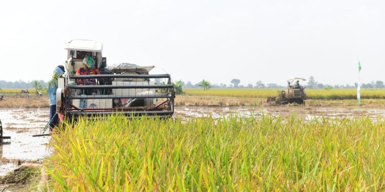 Kementan Gelar Panen Raya. Wabup : Petani Indramayu Siap Gunakan Teknologi Pertanian