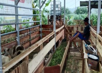 Langkah Strategis BUMDes Sigong Sejahtera, Kembangkan Peternakan Kambing, Ayam KUB Pejantan dan Ikan Lele