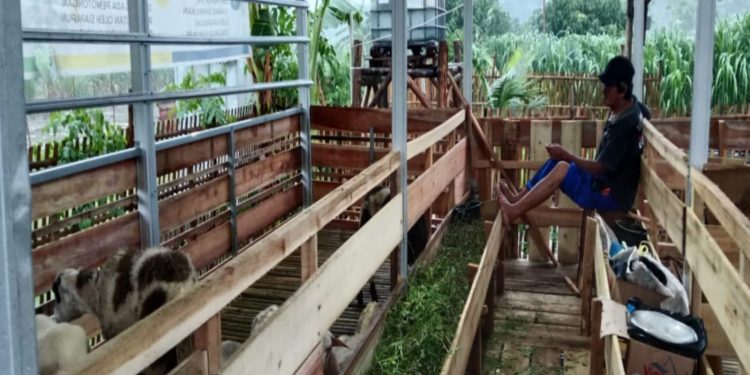 Langkah Strategis BUMDes Sigong Sejahtera, Kembangkan Peternakan Kambing, Ayam KUB Pejantan dan Ikan Lele