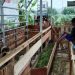 Langkah Strategis BUMDes Sigong Sejahtera, Kembangkan Peternakan Kambing, Ayam KUB Pejantan dan Ikan Lele