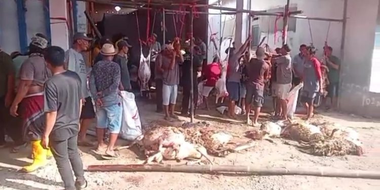 Hari Idul Adha 1446 H, Masyarakat Desa Pabedilan Kaler Laksanakan Sholat dan Qurban