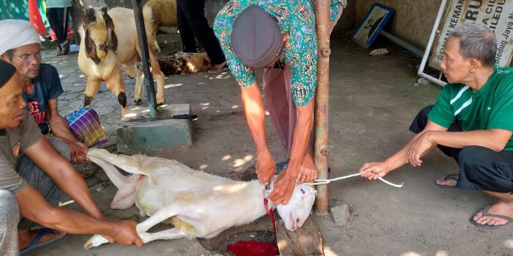 SMK Dwi Bhakti Ciledug Berbagi Daging Qurban Keberkahan Idul Adha 1446 H