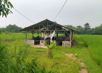 Kemana Bantuan Hewan Sapi Untuk Kelompok Ternak Mulya Sari Desa Semplo