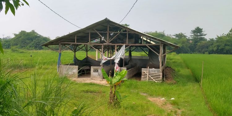 Kemana Bantuan Hewan Sapi Untuk Kelompok Ternak Mulya Sari Desa Semplo