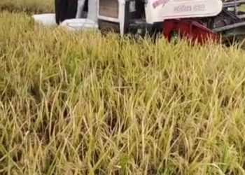 Berkah panen raya di Desa Pasuruan kecamatan Pabedilan meningkatkan program ketahanan pangan