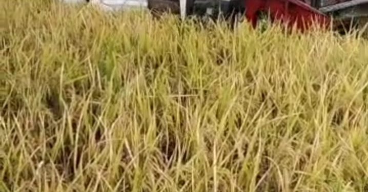 Berkah panen raya di Desa Pasuruan kecamatan Pabedilan meningkatkan program ketahanan pangan