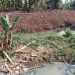 Pengerukan Sungai Singaraja Terkesan Asal, BBWS Cimancis Sedang Normalisasi Atau Cari Sensasi ?
