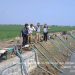 Sejumlah Petani Terancam  Gagal Panen Akibat kekeringan Lahan Sawah
