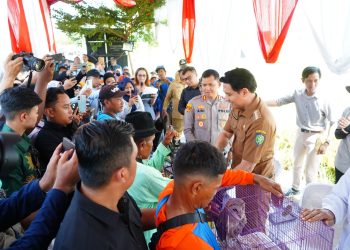 Antisipasi Hama Tikus Bupati Lepaskan Ular Dan Burung Hantu ke Sawah, 