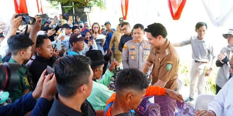 Antisipasi Hama Tikus Bupati Lepaskan Ular Dan Burung Hantu ke Sawah,