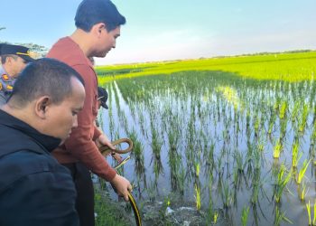 Targetkan 10 Ribu Ular, Strategi Indramayu Perangi Hama Tikus Demi Panen Petani