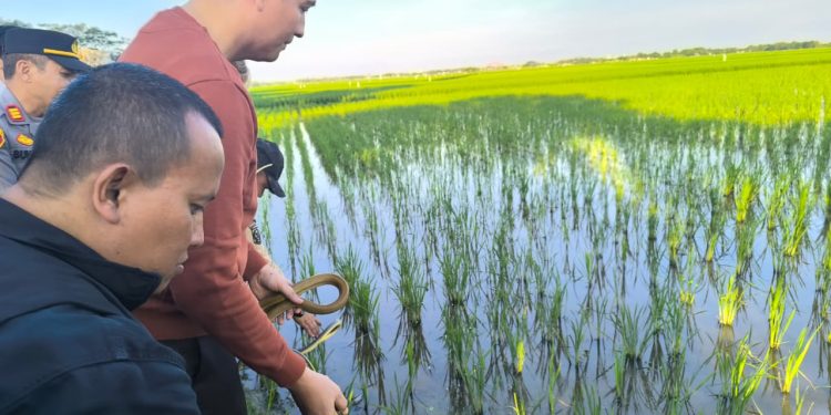 Targetkan 10 Ribu Ular, Strategi Indramayu Perangi Hama Tikus Demi Panen Petani