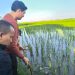 Targetkan 10 Ribu Ular, Strategi Indramayu Perangi Hama Tikus Demi Panen Petani