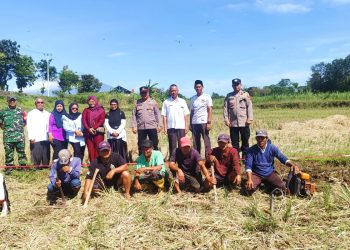 Tanam Jagung, Pemdes Kaligawe Wetan Dukung Program Ketahanan Pangan Nasional
