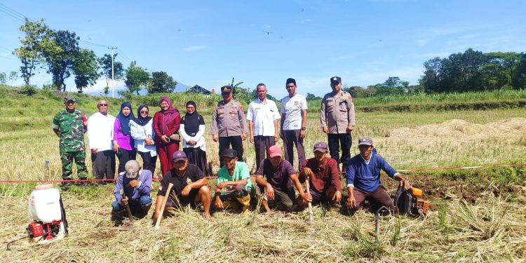Tanam Jagung, Pemdes Kaligawe Wetan Dukung Program Ketahanan Pangan Nasional