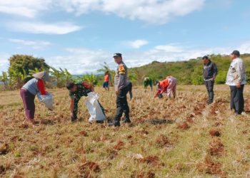 Dukung Program Ketahanan Pangan, Pemdes Karangwuni Mulai Tanam Jagung