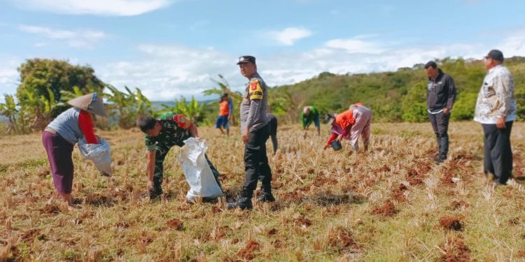 Dukung Program Ketahanan Pangan, Pemdes Karangwuni Mulai Tanam Jagung