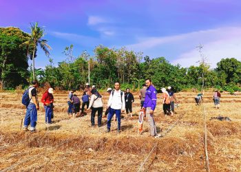 Dukung Swasembada Pangan Nasional, Pemdes Susukanlebak Gelar Budidaya Jagung