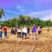 Dukung Swasembada Pangan Nasional, Pemdes Susukanlebak Gelar Budidaya Jagung