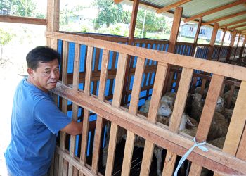Dukung Program Ketapang, Pemdes Karangmangu Kembangkan Peternakan dan Tanam Jagung