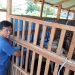 Dukung Program Ketapang, Pemdes Karangmangu Kembangkan Peternakan dan Tanam Jagung