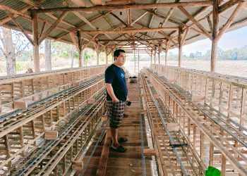 Dukung Program Ketapang, Pemdes Lemahabang Kembangkan Budidaya Ayam Petelur dan Tanam Jagung
