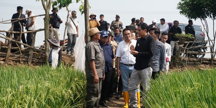 Lahan Sawah Yang Dikelola PT. BWI Menjadi Perhatian Saat Bupati Meninjau 