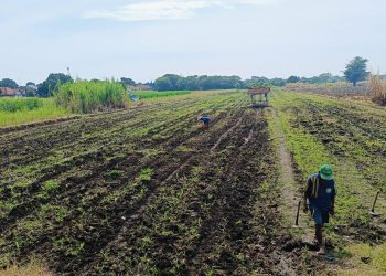 Dukung Swasembada Pangan, Pemdes Curug Wetan Tanam Jagung Pipil Seluas 5 Hektare