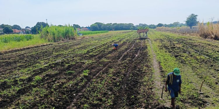 Dukung Swasembada Pangan, Pemdes Curug Wetan Tanam Jagung Pipil Seluas 5 Hektare 