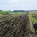 Dukung Swasembada Pangan, Pemdes Curug Wetan Tanam Jagung Pipil Seluas 5 Hektare 