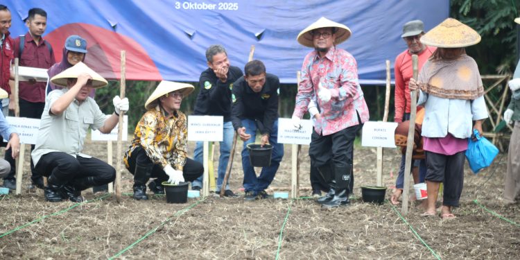 Pemkab Cirebon Tanam Sorghum, Alternatif Pengganti Beras untuk Wujudkan Ketahanan Pangan