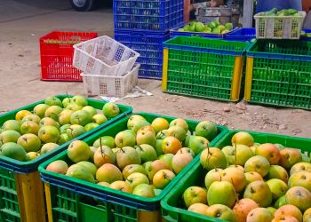 Gedong Gincu Sah Jadi Mangga Khas Indramayu