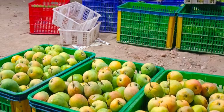 Gedong Gincu Sah Jadi Mangga Khas Indramayu