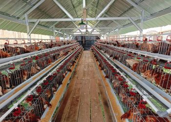 Dukung Program Ketapang, Pemdes Tuk Karangsuwung Budidaya Ayam Petelur Dan Ikan Nila