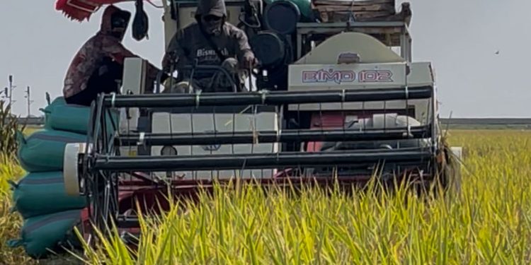 Masuki Puncak Panen Raya, Harga Gabah di Indramayu Tetap Tinggi, Petani Sumringah