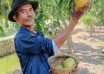 Dari Mangga Agrimania Poktan WTC Hasilkan Cuan